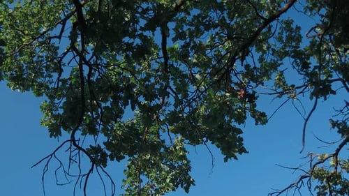 Beautiful green oak leaves in the foreground. Beautiful path in the forest. Walk in the summer