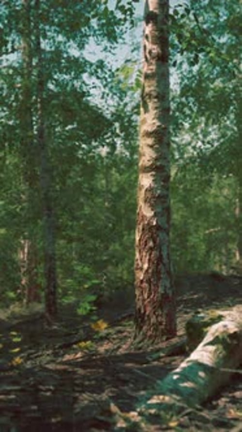 A Serene and Majestic Birch Forest with Towering Trees