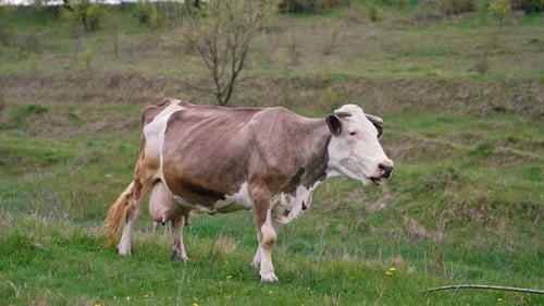Dairy cow grazing. Brown-white cow on a meadow in spring. Beautiful milky cow on a pasture.