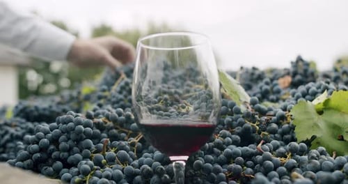 Die Hand des Bauern zeigt eine schöne Traube, im Vordergrund ein Glas Rotwein