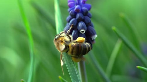 Bee Pollinating Purple Flower on Green Grass