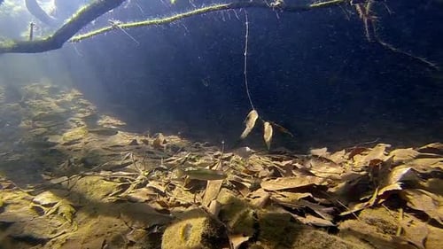Une caméra sous-marine permet de suivre des poissons nageant dans un ruisseau.