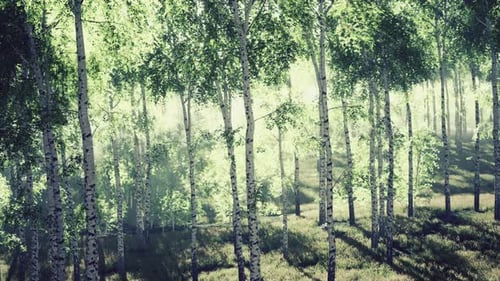 Sunrise or Sunset in a Spring Birch Forest with Rays of Sun Shining