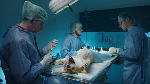 Surgery Room at Operation in Veterinary Clinic Three Professional Veterinarians