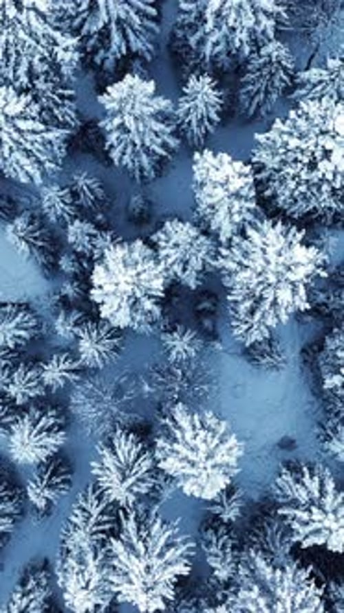 A Stunning Aerial View Showcasing a Vast Snowcovered Pine Forest and Its Beautiful Landscape