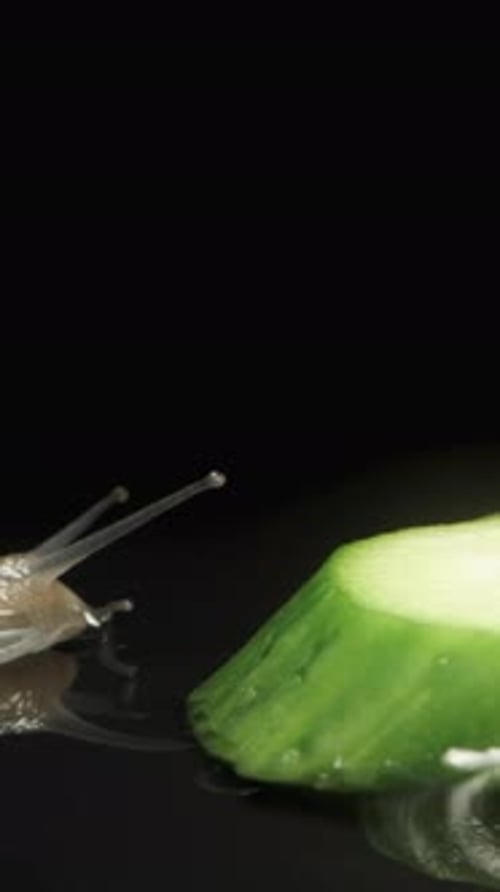 Vertical video. A snail crawls onto a slice of cucumber on a black background. Accelerated close-up