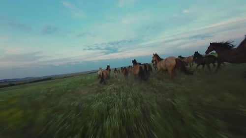 Cinematic flight drone follow wild horses. Aerial scenic large herd flock of horses galloping quickl