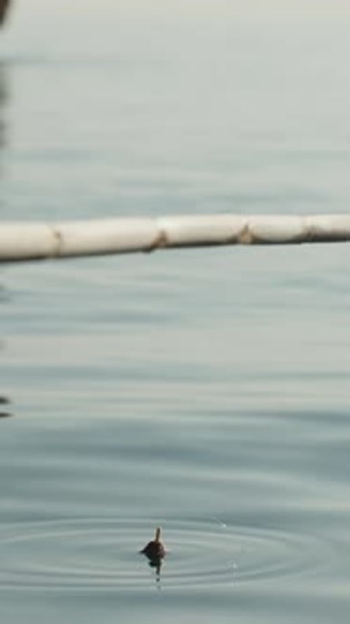 I'm fishing at sea with a homemade bamboo fishing rod, the float is moving, the fish is on the hook.