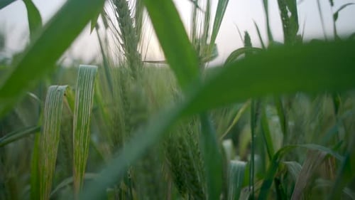 Wheat in the field,
Wheat oats, green wheat, wobble in the wind
