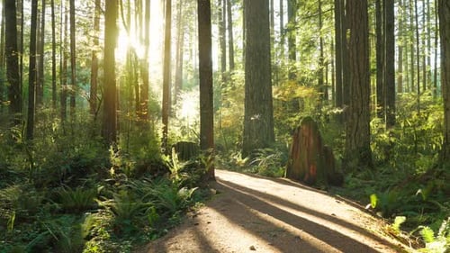 Moving Through the Lush Green Forest Along the Path Stunning Canadian Nature