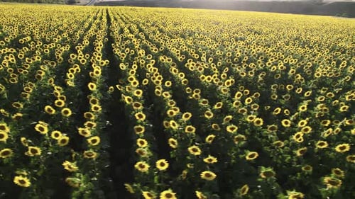 A Field of Ripe Sunflowers