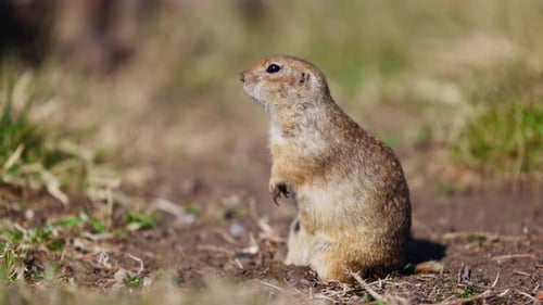 Funny Gopher regarde hors du trou Un petit écureuil terrestre ou Little Suslik est Spermophilus Pygmaeus