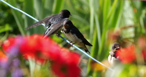 Barn swallows (Hirundo rustica) feeding chicks, Southern France