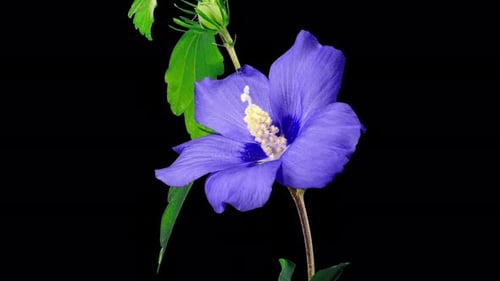 Blue Flower Blooming on a Black Background