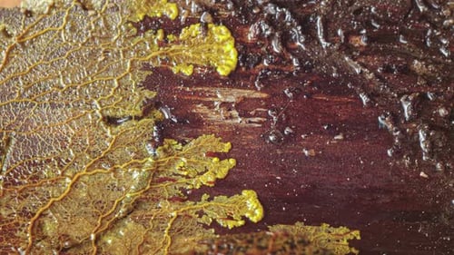 Intricate Mold Network Growing on Decaying Wet Log