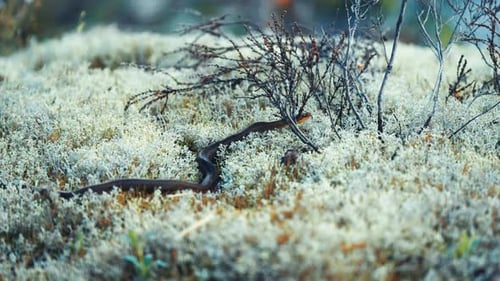 Snake Slithering Through Moss on Forest Floor