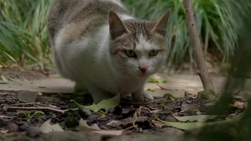 Cat Smelling Ground in Garden Setting