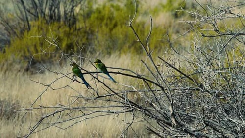 Swallow-tailed bee-eater at a twig with grassland and green bushes in background. A second bee-eater