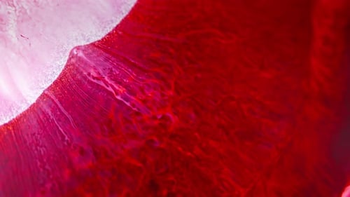 Lebendige rote und weiße Tinte, die anmutig im Wasser herumwirbelt, erzeugt einen faszinierenden visuellen Effekt