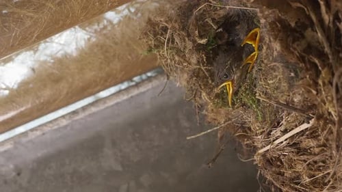 Three Wren chicks a few days old in a nest being fed green worms by mother bird