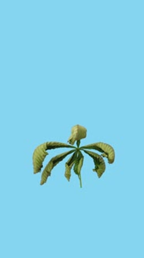Drying Chestnut tree leaf against blue CHROMA key background, vertical orientation