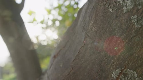 Alte Natur im Stamm eines Baumes