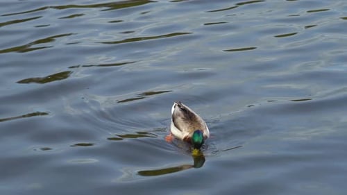 Mallard duck gliding gracefully over the serene lake waters