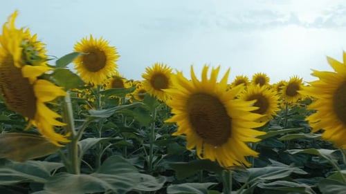Sunflower Field in Summer Morning Sunshine