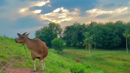 Cow Grazing on Tropical Green Field in Countryside