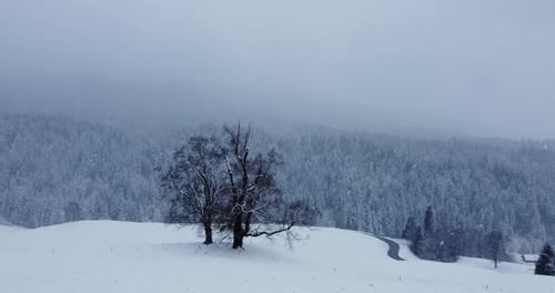 Winter Wonderland Forest Trees Woodland Scenery Outdoors