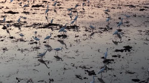 Egret birds are standing in a pond