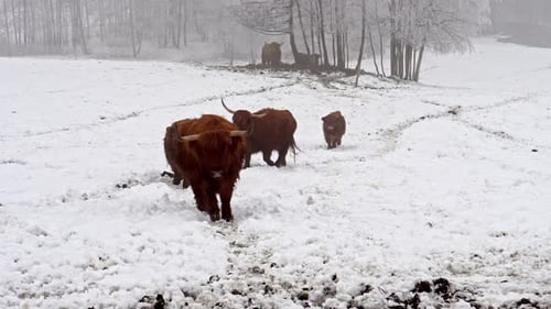 Highland Cattle Walking Across Snowy Field in Winter