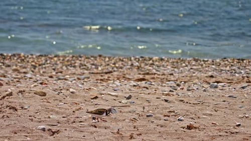 Slow motion shot of sandpiper at the beach
