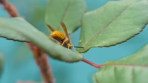 Wasp on a Green Leaf Close Up