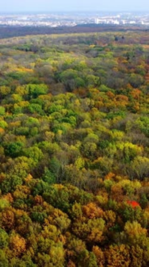 Top autumn wood. Beautiful nature background. Autumn forest with colorful trees.