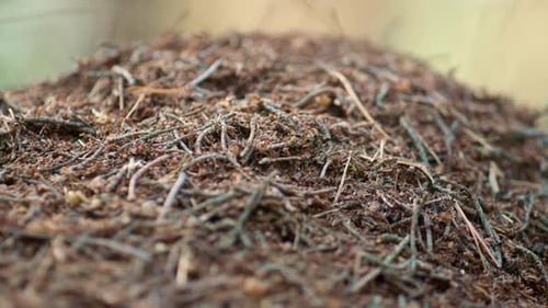 Dangerous ant crawling in natural close up nest background in countryside wood