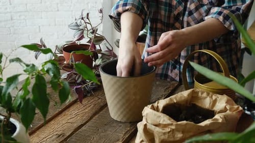 Woman Puts Soil Into New Pot Inside