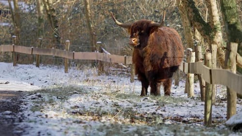 Majestic Highland Bull Standing in a Snowy Pasture