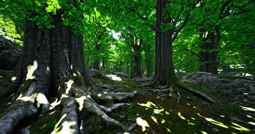 Sunlight Filters Through Lush Green Canopies in a Tranquil Forest Setting