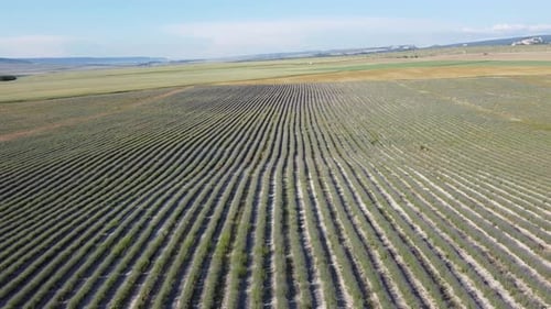 Aerial Lavender Fields Endless Rows of Blooming Lavender Fields on Summer Sunset Time Lavender Oil
