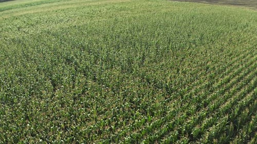 Aerial view of a vast green corn field with young plants in straight rows