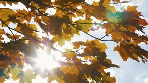 Der grelle Sonnenschein durchdringt das Herbstlaub des Ahorns