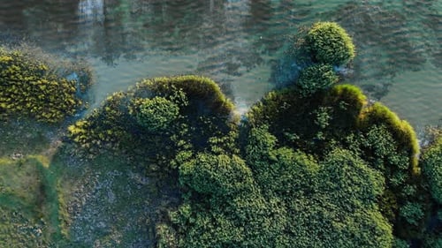 Top View Of A Vegetated Lakeshore With Calm Green Water. Aerial Shot