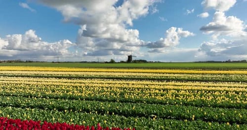 Aerial view of colorful tulip field rows in the Netherlands countryside.