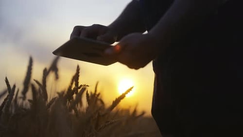 Farmer Using Tablet in Wheat Field at Sunset