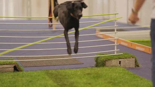 Energetic Black Dog Leaping Over Agility Course Barrier