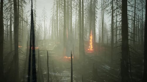 Forest Fire with Fallen Tree is Burned to the Ground