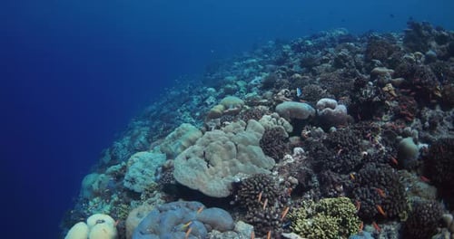 Scenic Underwater View with Corals and Tropical Fish in Blue Ocean