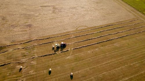 Packed Bales of Hay are Poured Out of Combine Tractor Harvester Drives Through Field Collects Hay or
