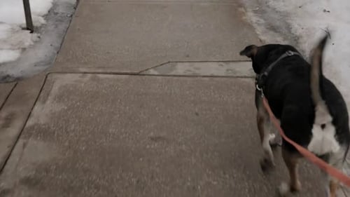 Dog Trotting Along Snowy Sidewalk in Winter